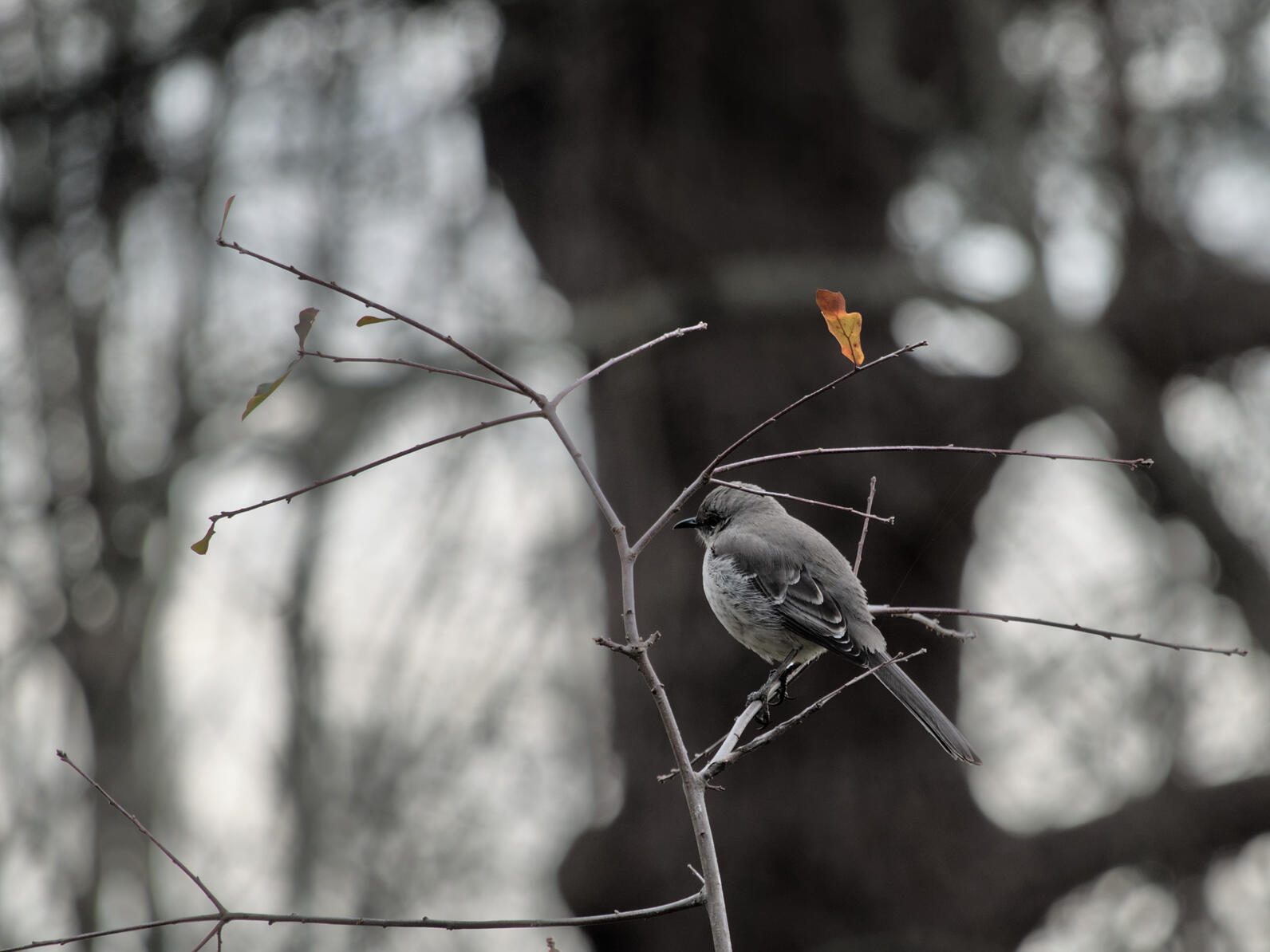 A Northern Mockingbird sits on a small branch facing slightly away from you. It is, for once, not singing.