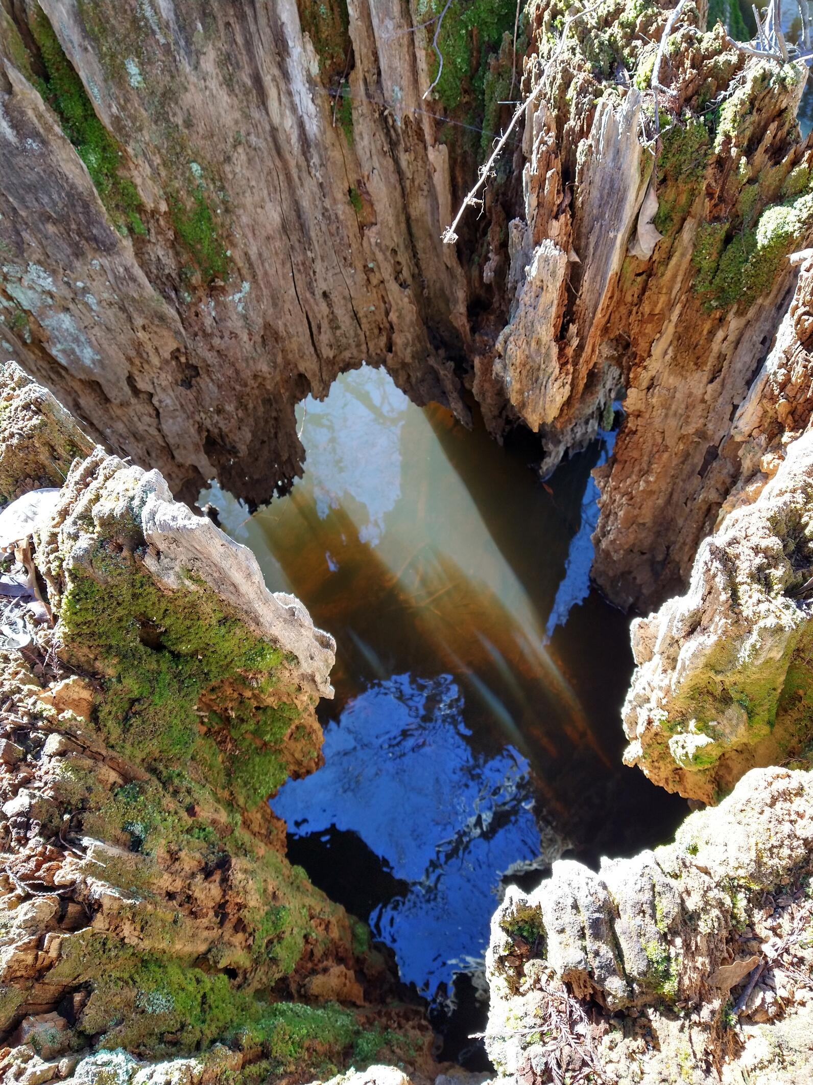 The hollow space of an ancient cypress stump frames this image, its jagged edges descending down a few feet to reveal water down below. There are gaps in the lower part of the stump that critters could use to find a way through. The hollow space of an ancient cypress stump frames this image, its jagged edges descending down a few feet to reveal water down below. Soft,cool moss is growing in clumps along the stump's edges.