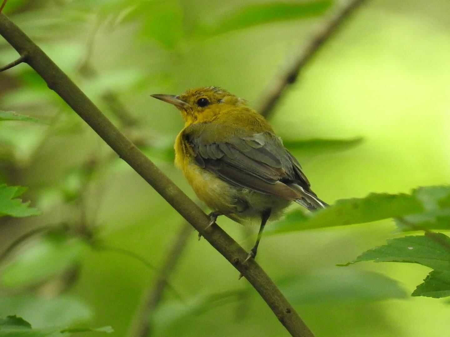 A juvenile Prothonotary Warbler rests on a branch while looking back at us. The feathers on its head are still not fully formed, but it won't be long until it starts its 2,400 mile migration south in the fall.