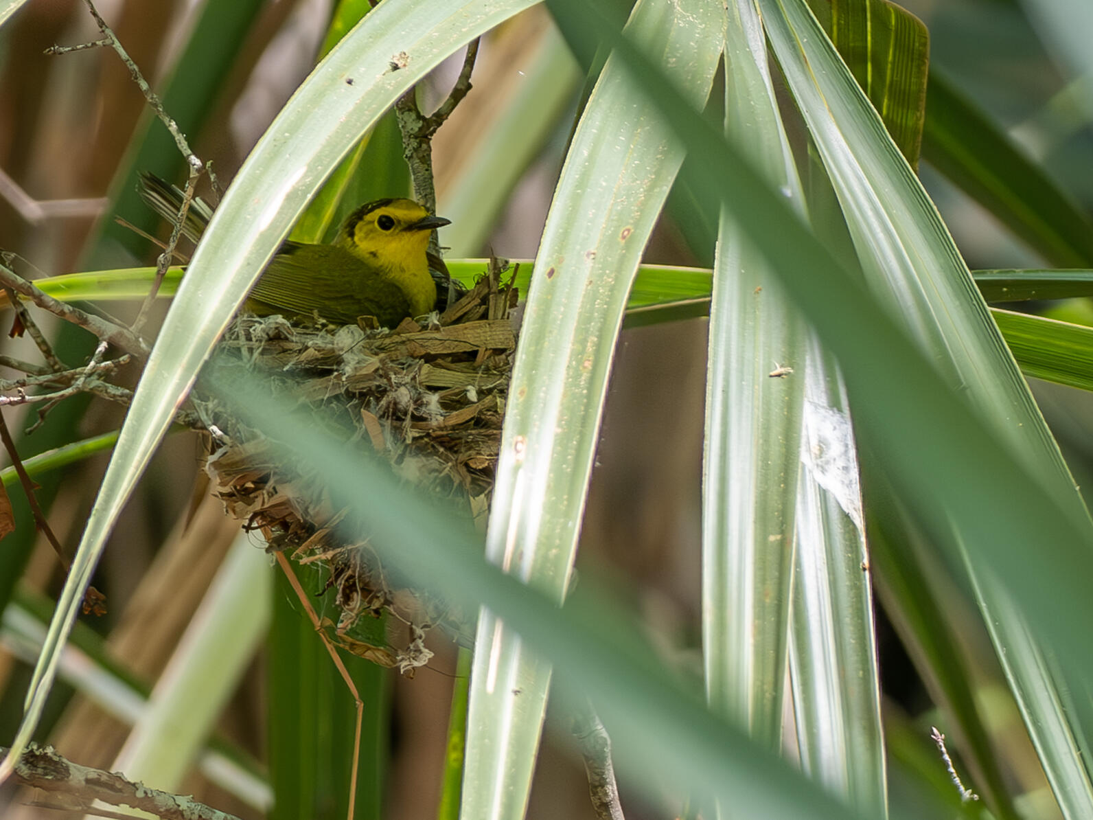 Hidden under the fronds of palmettos is a Hooded Warbler sitting on her circular nest, which is sort of like the shape of a small tea cup.