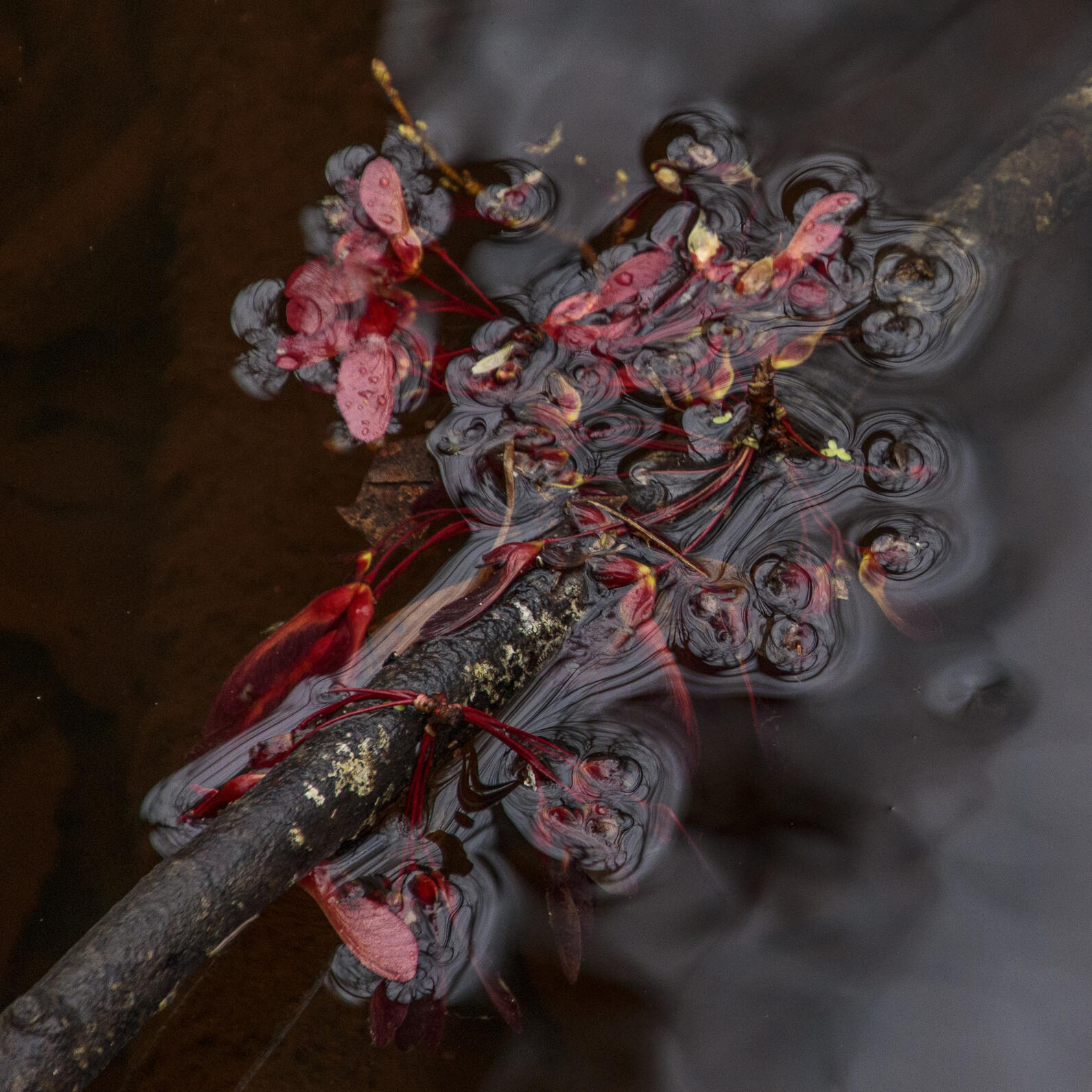 A clump of wing-like Red Maple seeds rests just on the surface of the water, held up by a helpful stick. These seeds are lucky, if the water rises they have a chance to be carried somewhere that they may be able to grow on.