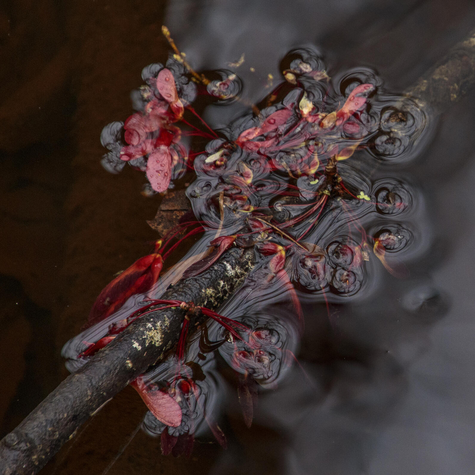 A clump of wing-like Red Maple seeds rests just on the surface of the water, held up by a helpful stick. These seeds are lucky, if the water rises they have a chance to be carried somewhere that they may be able to grow on. A clump of wing-like Red Maple seeds rests just on the surface of the water, held up by a helpful stick. These seeds are lucky, if the water rises they have a chance to be carried somewhere that they may be able to grow on.