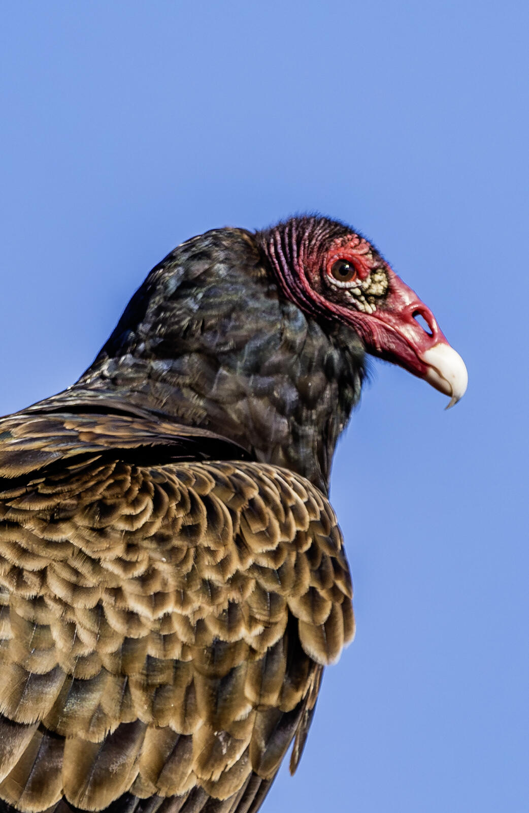 A Turkey Vulture in all of its glory glances at you from the side, it's smooth, featherless head in stark contrast with its feathery body.