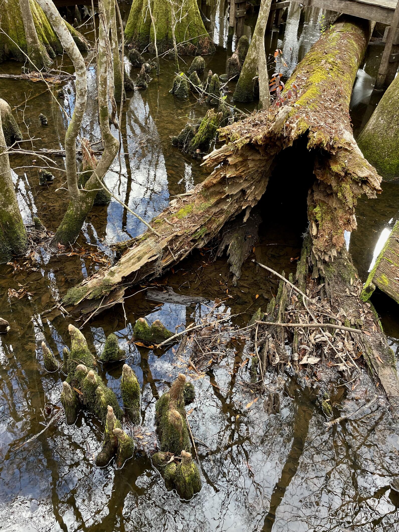 The trunk of a large cypress lies on the ground, its wide base opening towards us and revealing a hollow space within. It is surrounded by water and the top is covered in leaves. It has been on the ground for 30 years.