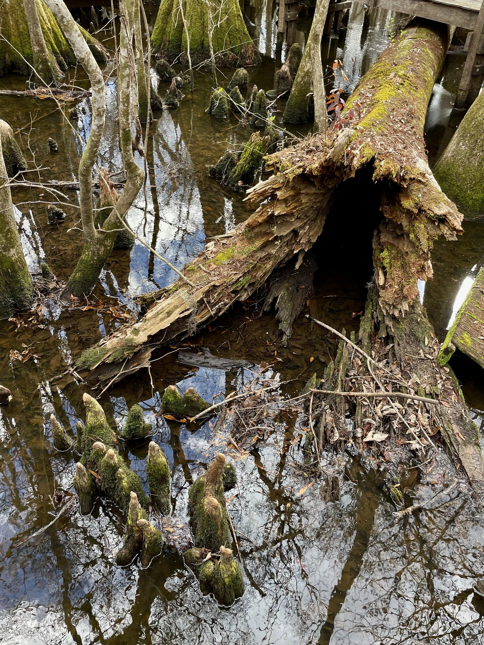 The trunk of a large cypress lies on the ground, its wide base opening towards us and revealing a hollow space within. It is surrounded by water and the top is covered in leaves. It has been on the ground for 30 years. The trunk of a large cypress lies on the ground, its wide base opening towards us and revealing a hollow space within. It is surrounded by water and the top is covered in leaves. It has been on the ground for 30 years.