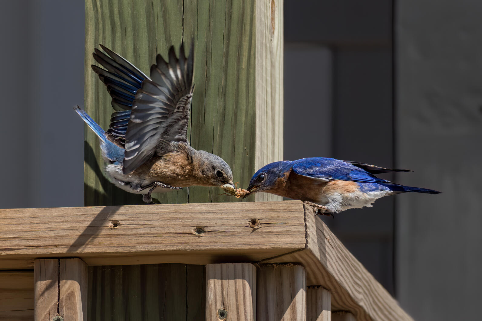 An adult Eastern Bluebird perched on a wooden ledge passes a hapless mole cricket to one of its offspring.