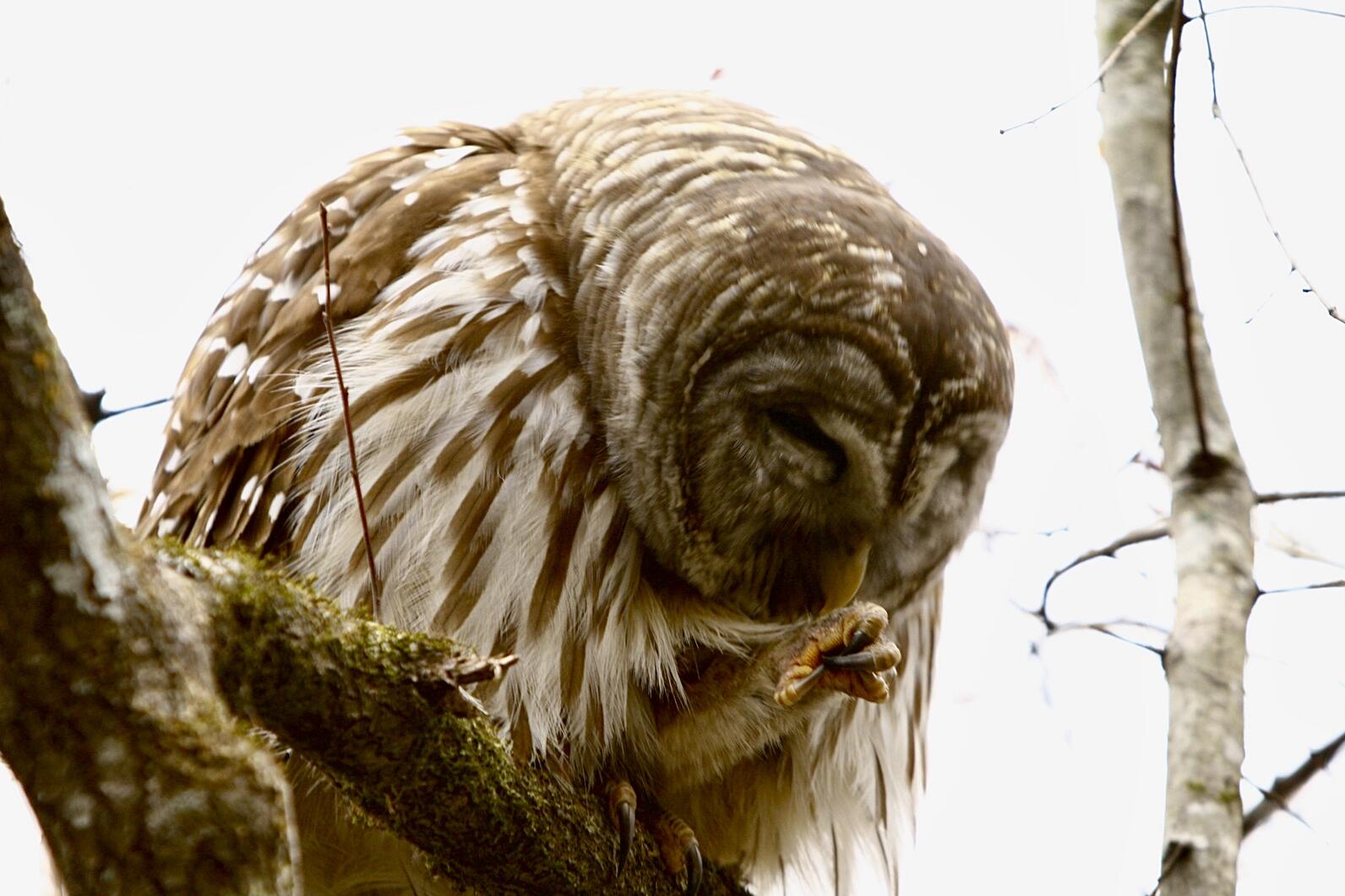The full-bodied Barred owl is parti-striped in brown and white. The owl perches on the right foot, and cocks up the left foot with a gnarled claw. It leans its head forward to preen the left leg feathers.