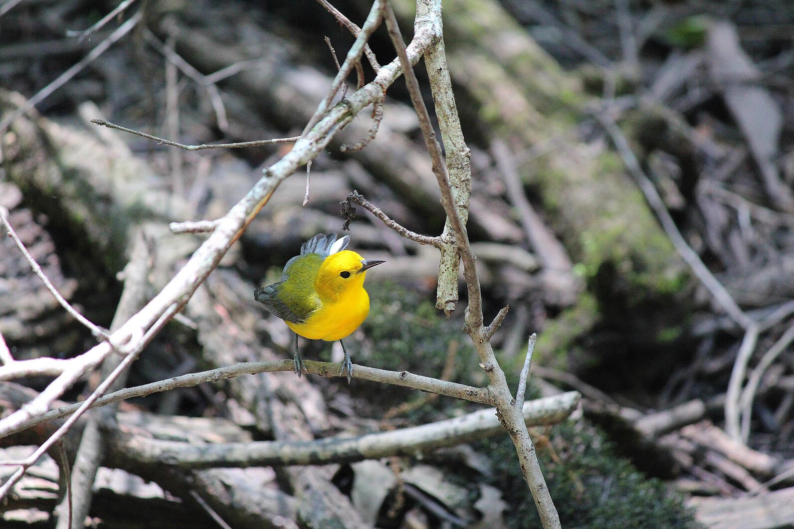 Thin, bare branches form a triangular frame around a lone male prothonotary warbler perched on the lower branch contemplating life, or looking for a next meal. The bright golden-yellow plumage stands out in a grayish-white deadwood forest.