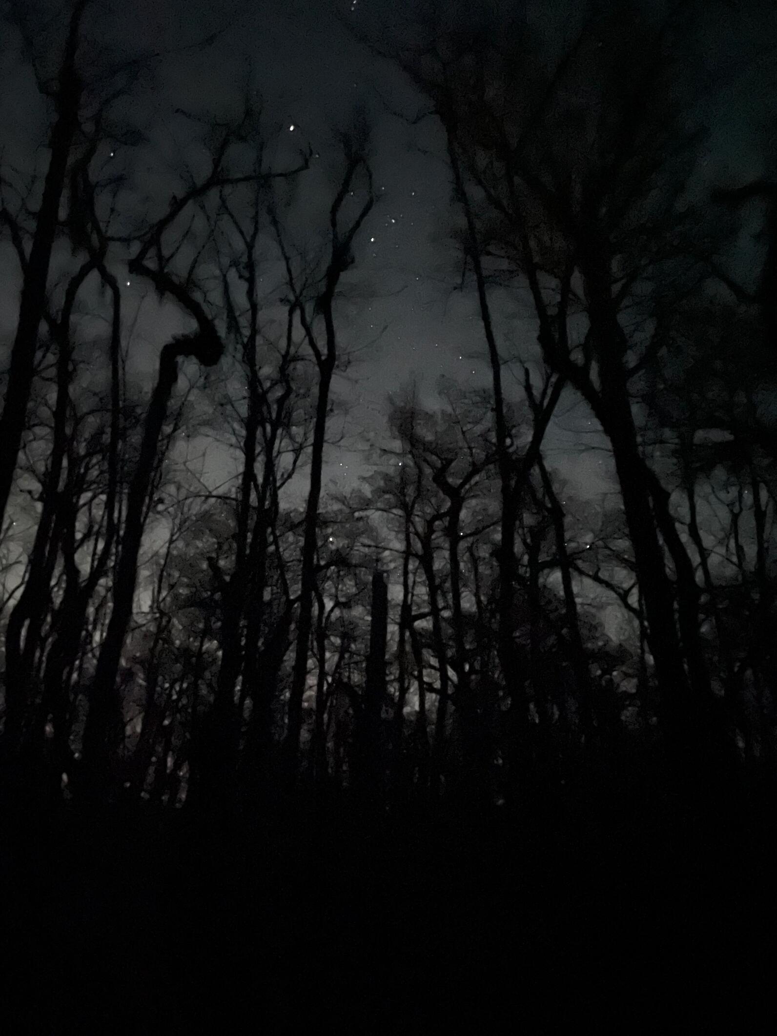 On the boardwalk, the moon glows softly at the horizon. Trees rise high above, their gnarled limbs bare, branches thinning to a soft texture. Black trees, gray sky, Mars so clearly red.  And those stars! A handful of diamonds tossed into the air.