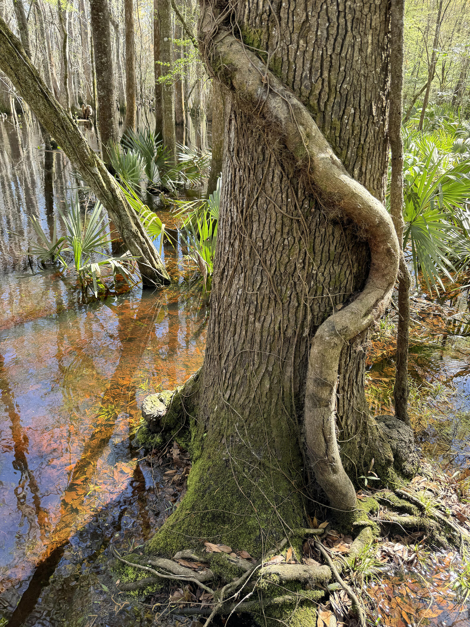 A thick vine rises out of the roots of this tree which grows, along with the palmettos, in rusty colored swamp sediment. Grasping hairy tendrils, it winds up the right, then left and snakes around back, anaconda-like.