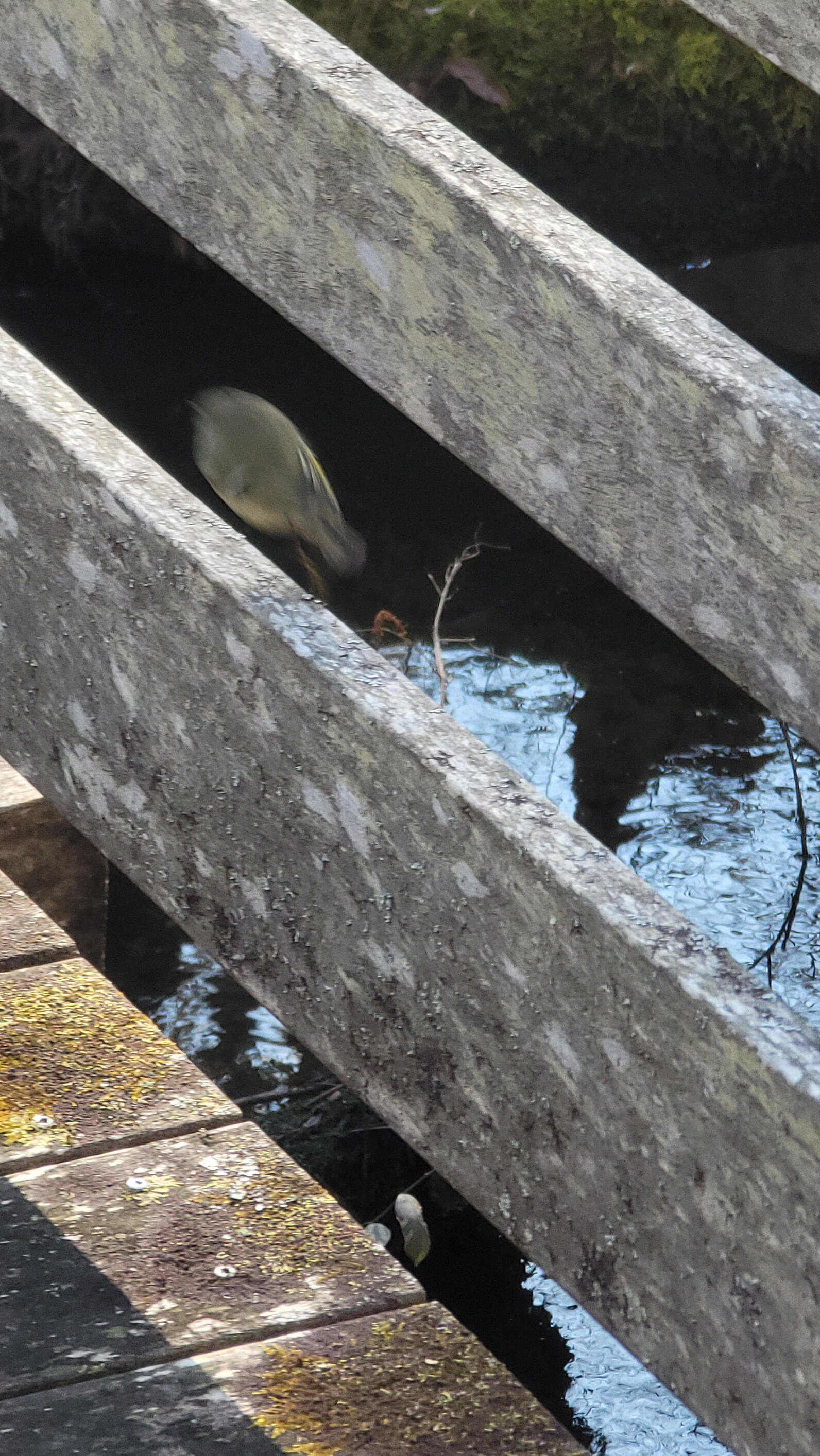 A Ruby-Crowned Kinglet feels between two railings of the boardwalk. The photographer failed to photograph the bird well, visually it appears how fuzz feels.