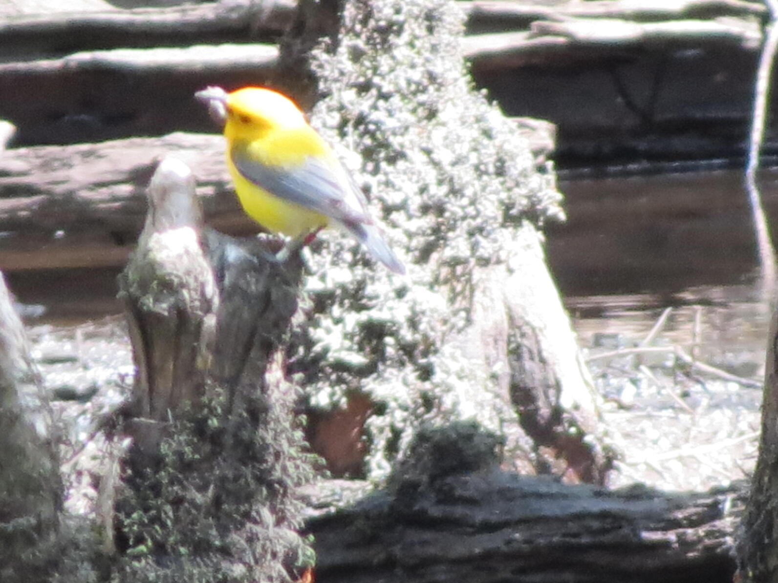 A Prothonotary Warbler with an unknown invertebrate in its mouth perches on a cypress knee covered in liverwort, which is moss-like, with more knees behind it. The bird appears more like a wooden model due to the fact that the photo was poorly taken.