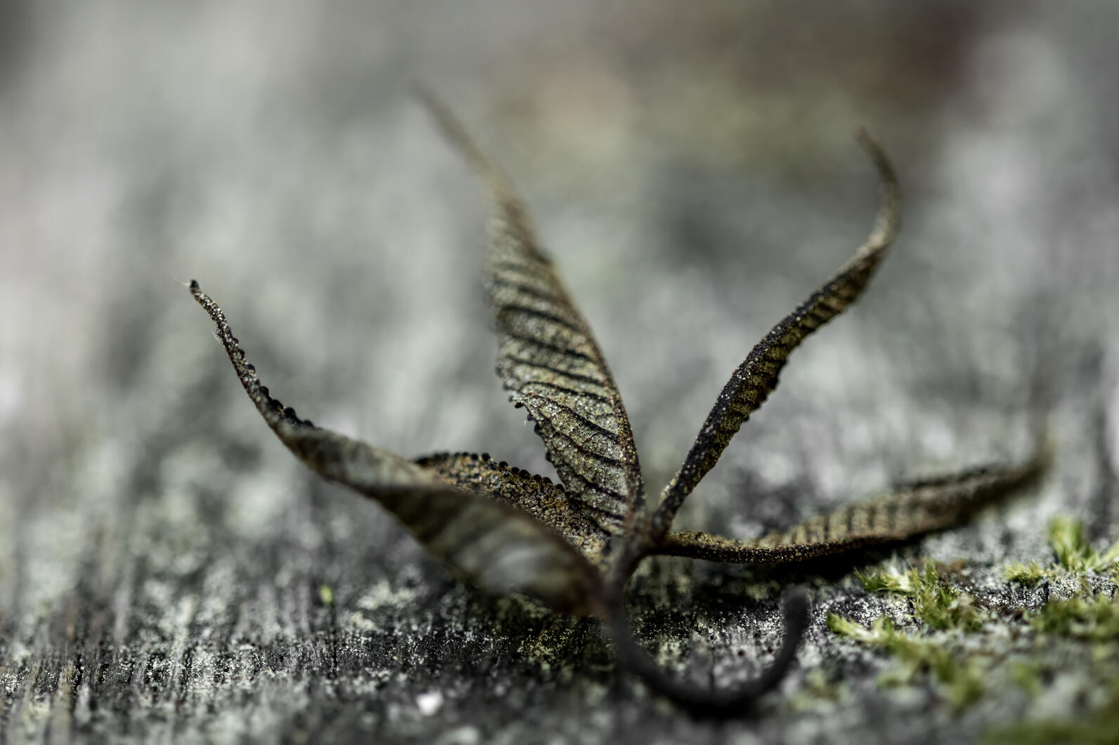 A leaf, its five tendrils curling upwards as it dries, lies on the handrail of the boardwalk.