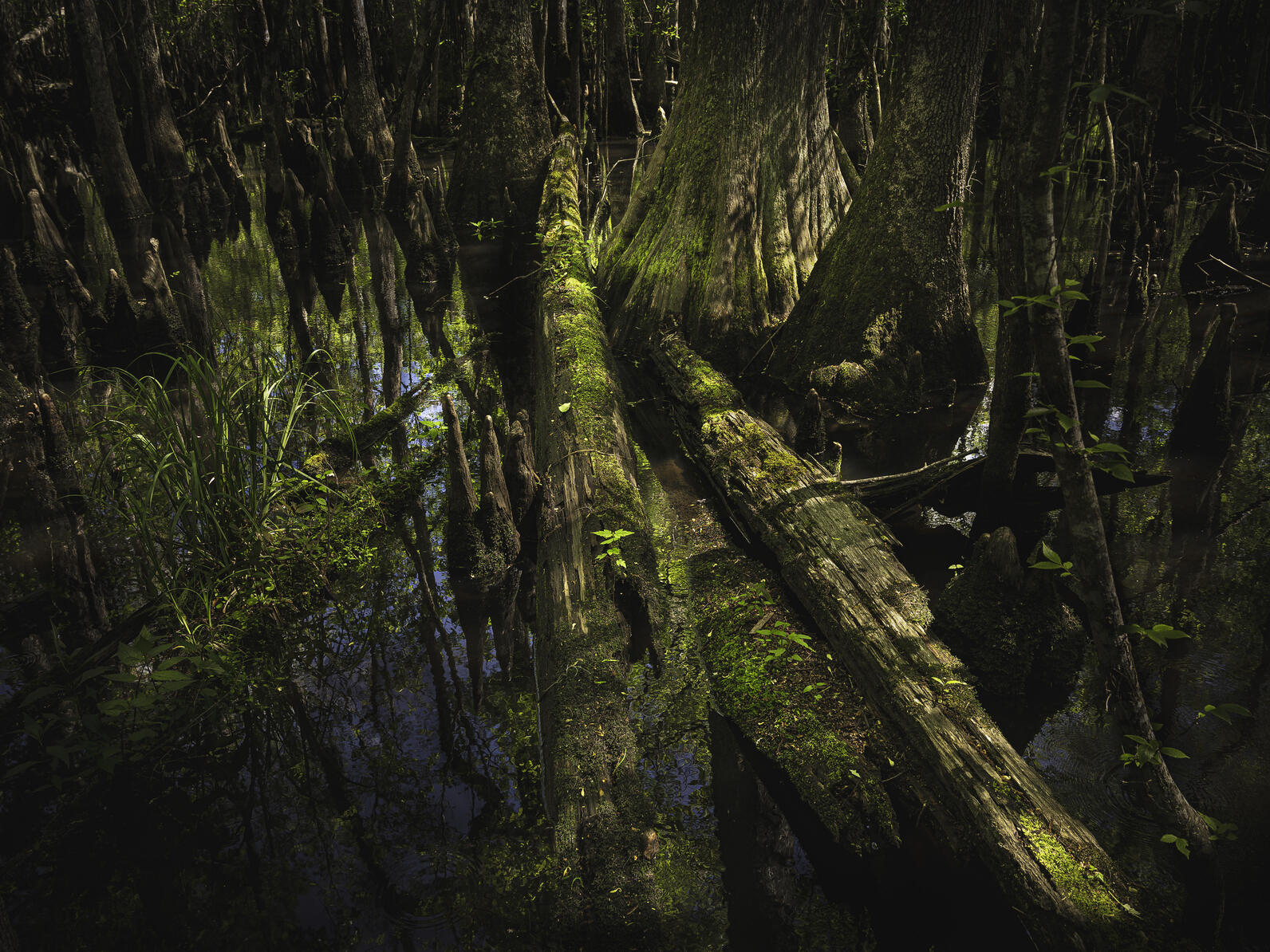Fallen trees rest at an angle surrounded by the thick trunks of tall cypress, water flowing all around them.