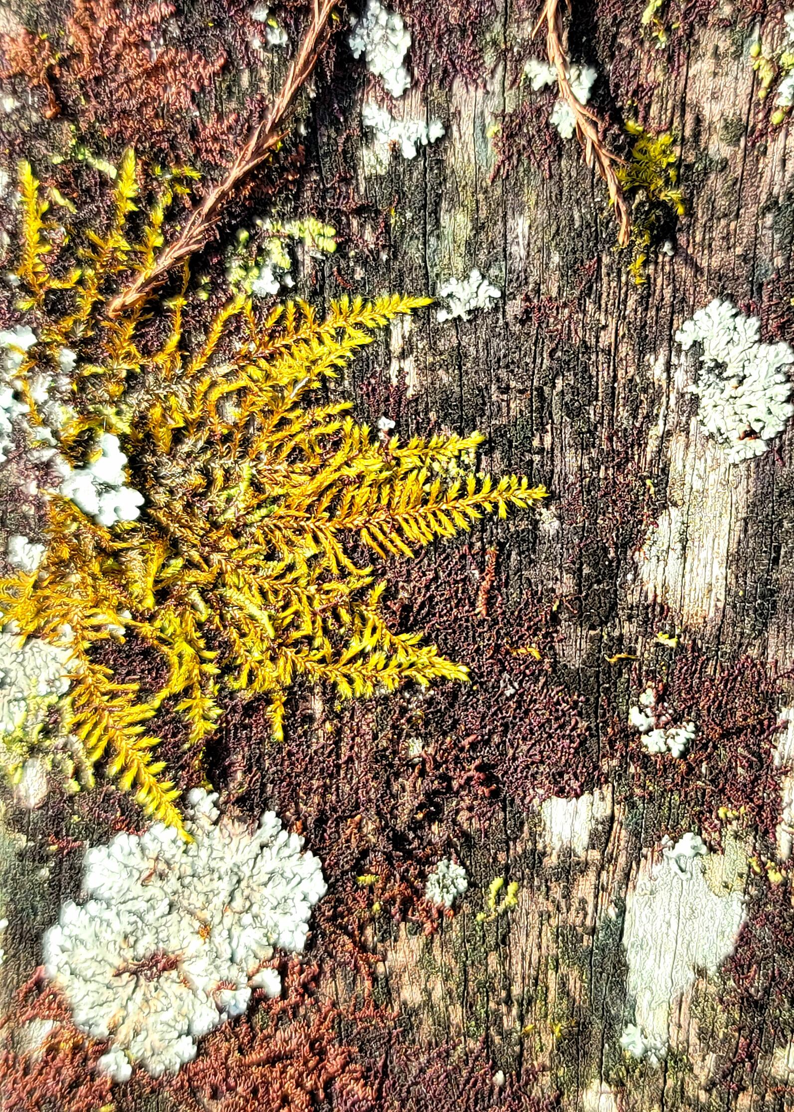 Moss and layers of lichen cover the smooth surface of the boardwalk handrail. The moss is feathery-like and a little dried out, likely flakey, while the lichen makes flat round shapes with little bumps across its surface. Watch out for splinters.