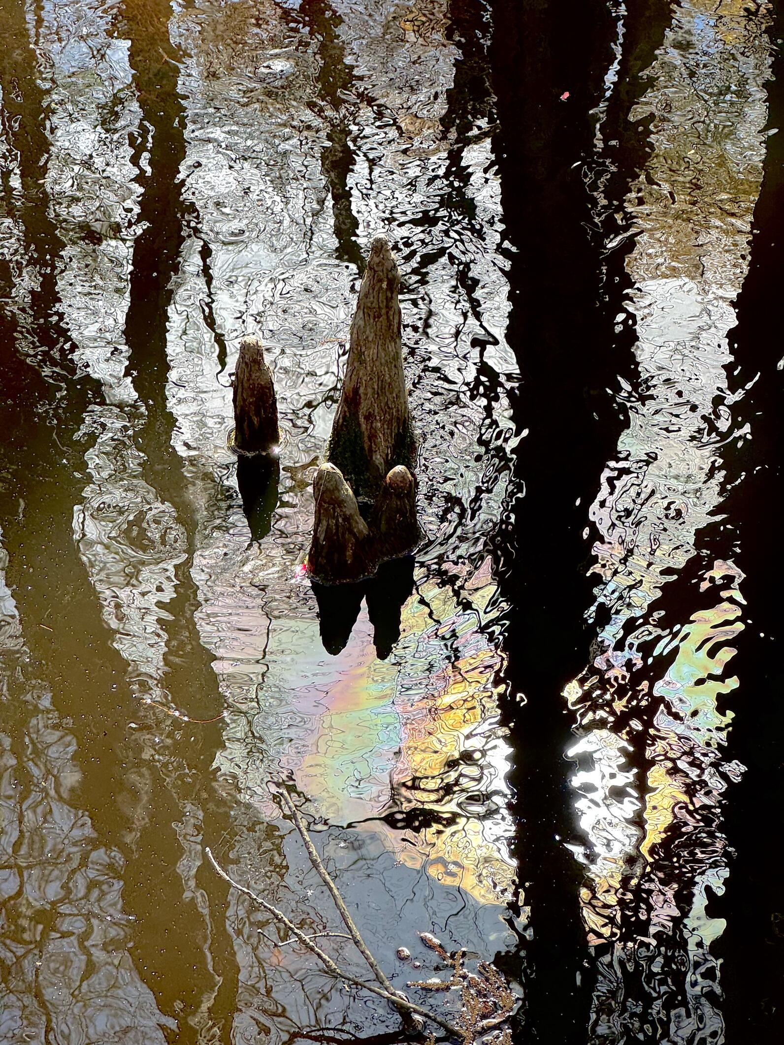 A cypress knee rises out of flowing water, near it floats cypress oil, which would be otherwise undetectable except for the colorful sheen it has on the surface of the water. Well, maybe not entirely undetectable. Maybe it could be tasted. We've never tri