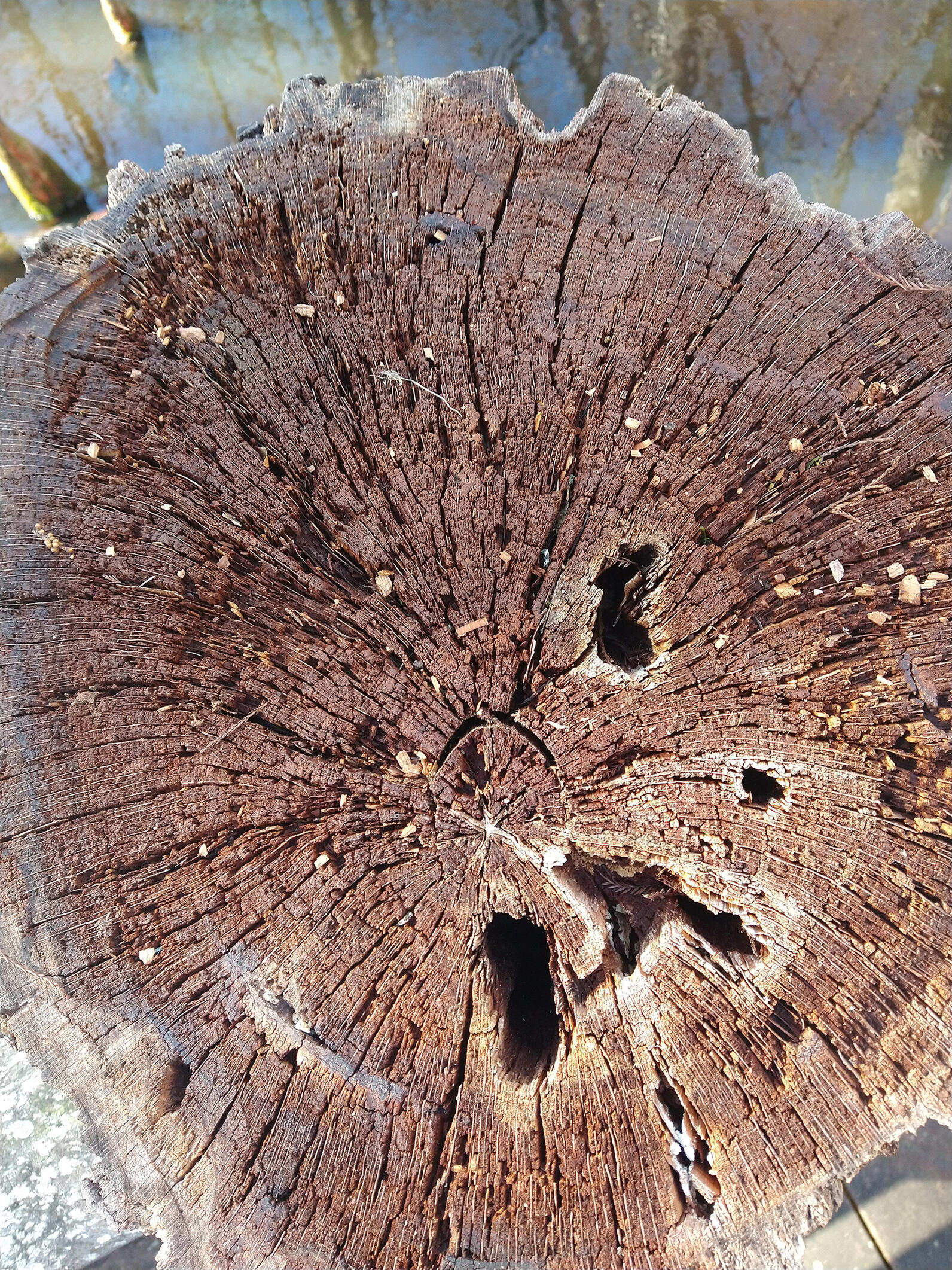 The flat cut of a tree is ringed with tiny cracks circling round and round but all pointing towards the center. There are some larger holes made by a fungus called pecky rot, large enough to stick your finger into but I’m not sure if you'd want to.