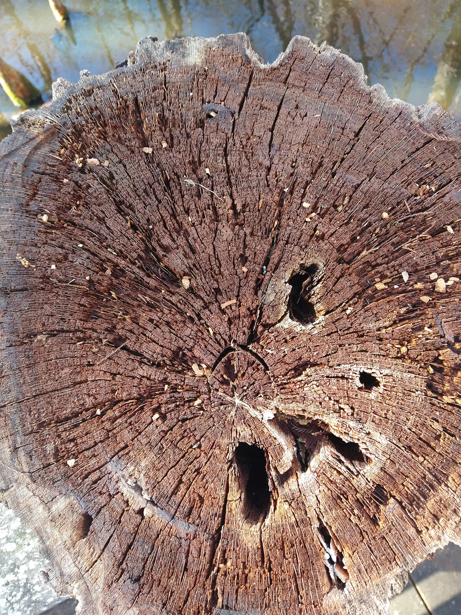 The flat cut of a cypress is ringed with tiny cracks circling round and round but all pointing towards the center. There are some larger holes made by a fungus called pecky rot, large enough to stick your finger into but I’m not sure if you'd want to. The flat cut of a tree is ringed with tiny cracks circling round and round but all pointing towards the center. There are some larger holes made by a fungus called pecky rot, large enough to stick your finger into but I’m not sure if you'd want to.
