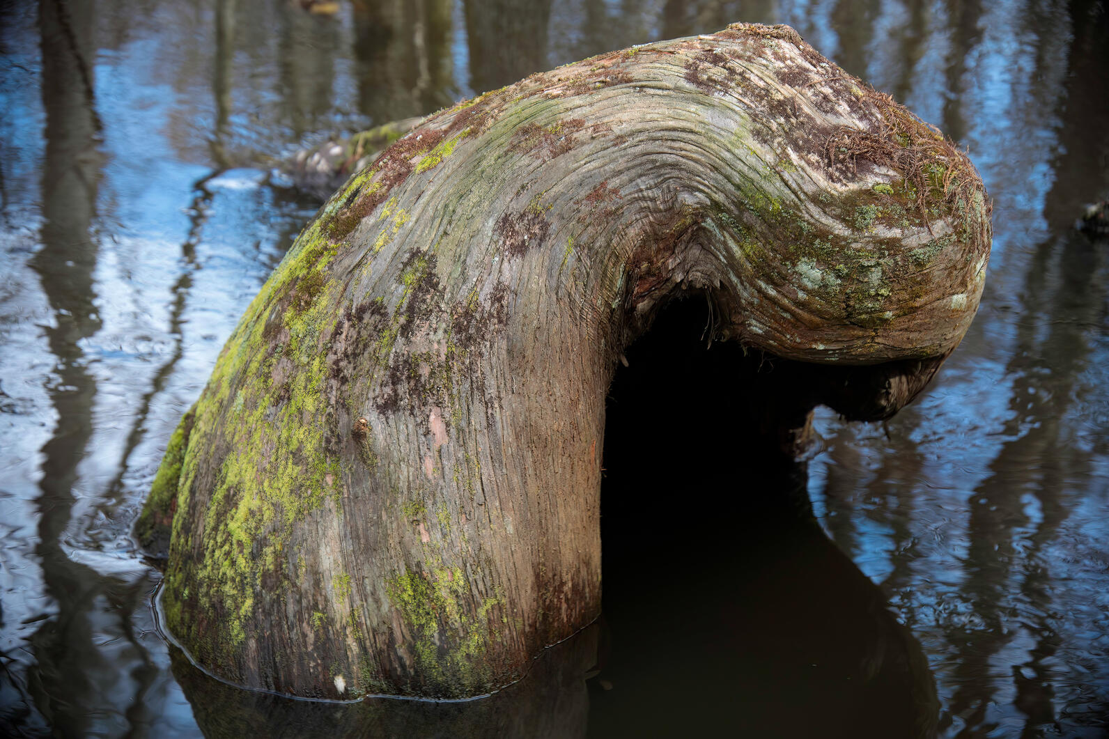 A large cypress knee, above two to three feet across, rises out of knee-deep water and appears to lean over to the right like a bent thumb, the space underneath it is open and concave.