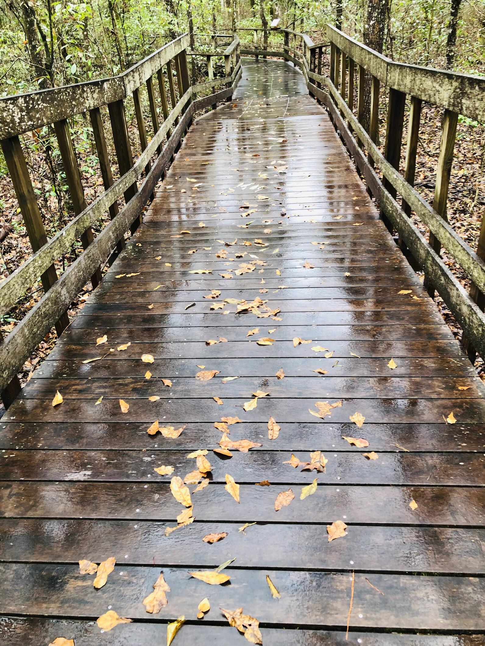 A ramp with lichen covered handrails on either side descends before you, slick with rain, and eventually turns to the right. Crowded either side are small plants, horse sugar and blueberries. It probably smells of rain and wet soil, petrichor.