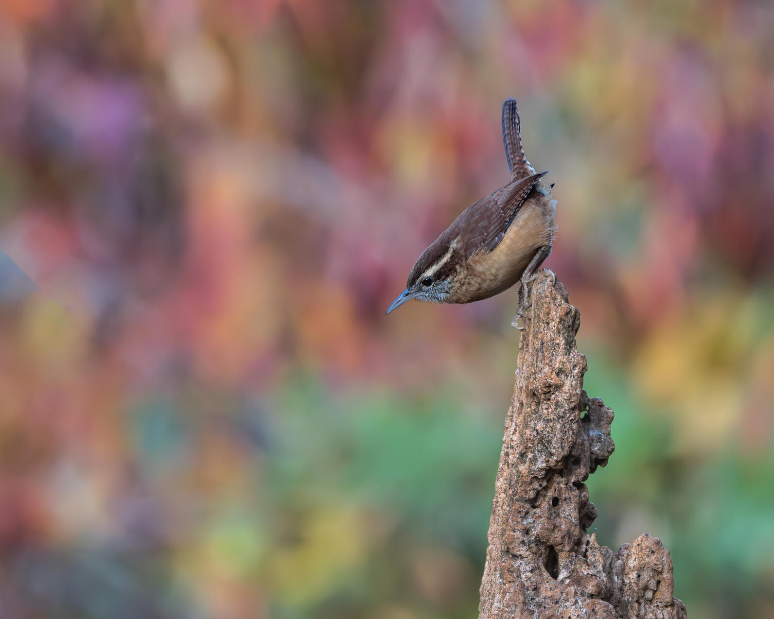 A Carolina Wren perches on a dead trunk, facing left and downward, its tail raised in typical Carolina Wren imprudent fashion.