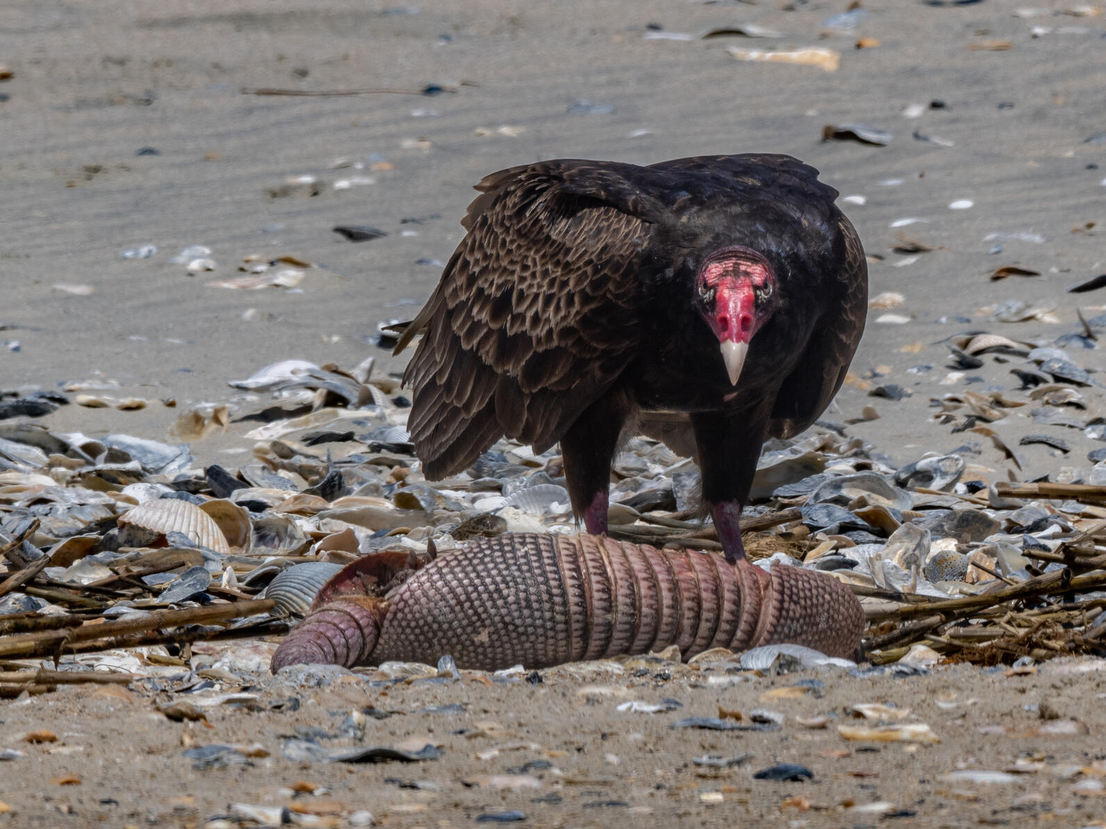 A Turkey Vulture stands on the beach, surrounded by large shells. In front of it lies the body of a dead armadillo, a seaside lunch for our lucky vulture. Hope it has some suncreen for its bald head!