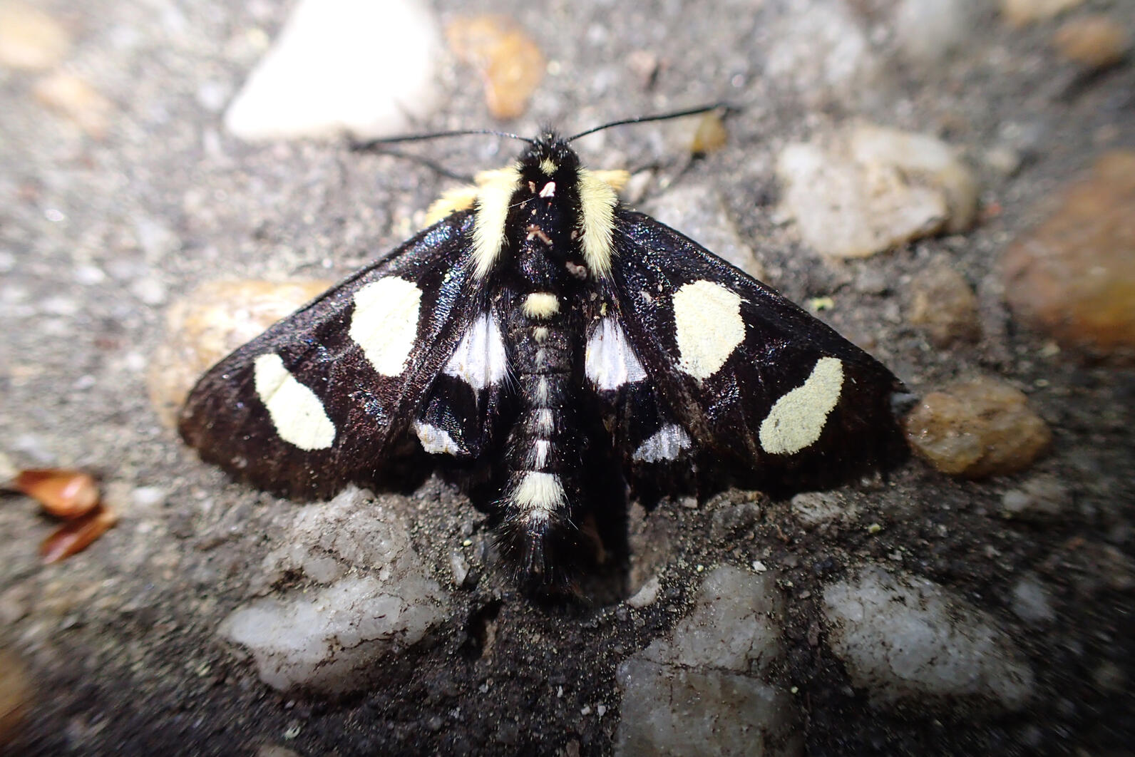 This small moth is sleek and fuzzy.