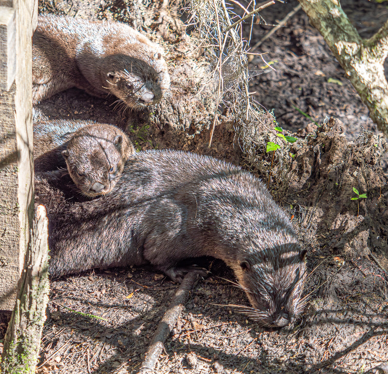 a mother otter and her two pups laying in the sun. The mother is roughly in the center of the frame with her two pups above her. Their fur is slightly damp.