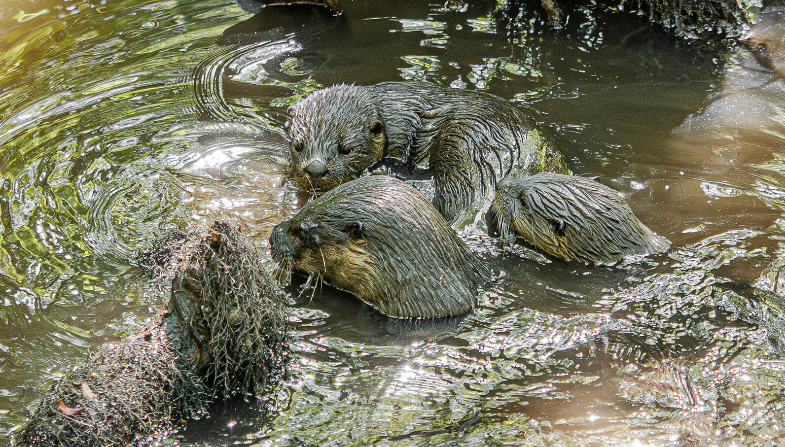 The heads of three otters stick up above the water. The mother is in front and her two pups are behind her