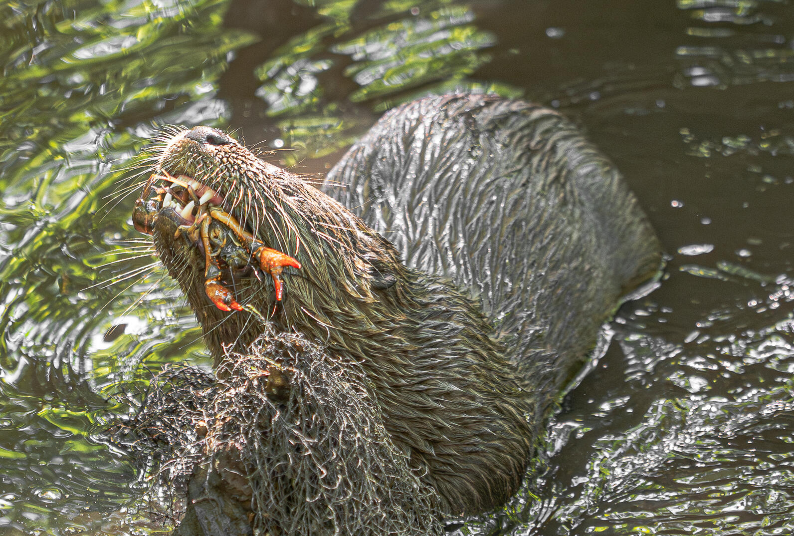 The orange claws of a crawfish hang from an otter's mouth. The otter has sharp white teeth.