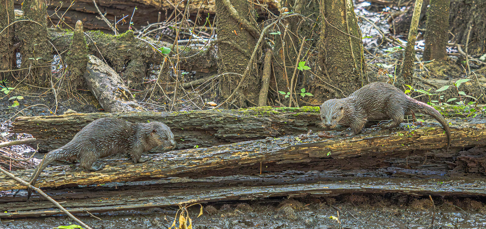 Two otter pups stand on either end of a log