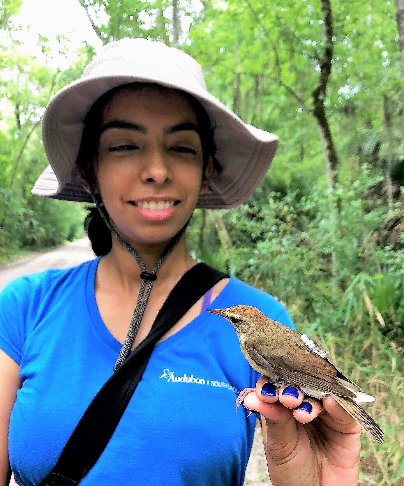 A woman with a beige hat, blue shirt and blue finger nail polish is holding a Swainson's Warbler in her left hand. 