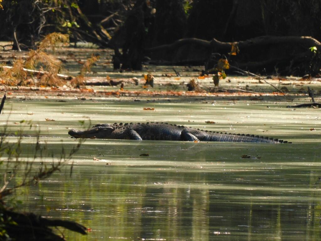 An American Alligator basks in the sun surrounded by water