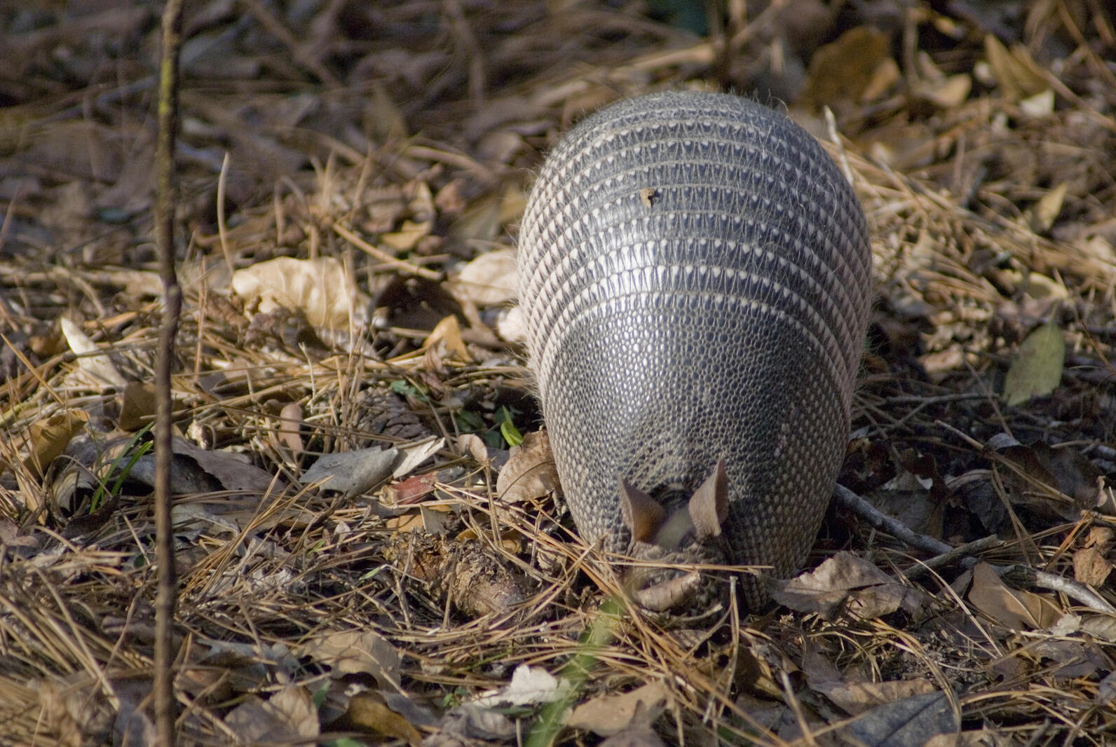 An armadillo faces you, it's head buried in the leaves. While its ears are raised, it's not likely to hear you over all the rustling it's making.