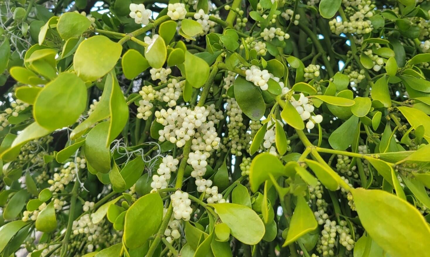 Clusters of white berries are surronded by leathery green leaves Clusters of white berries are surronded by leathery green leaves
