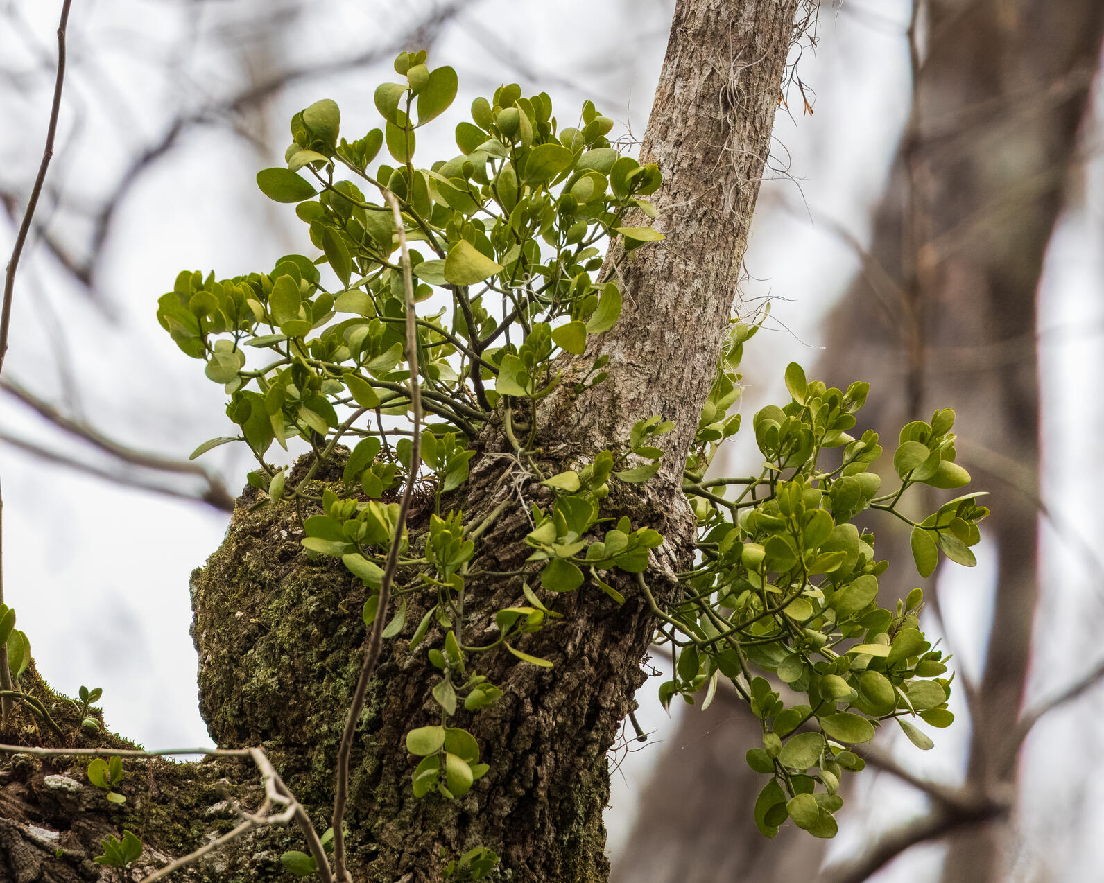 The green foliage of a mistletoe is springing the the trunk of a tree The green foliage of a mistletoe is springing the the trunk of a tree