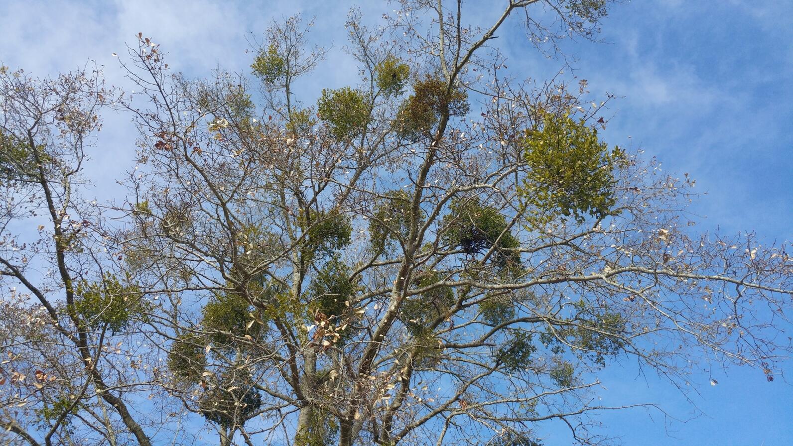 A bare tree, probably an oak, covered in American Mistletoe. Each clump of green foliage among the branches is a mistletoe plant. A bare tree, probably an oak, covered in American Mistletoe. Each clump of green foliage among the branches is a mistletoe plant.