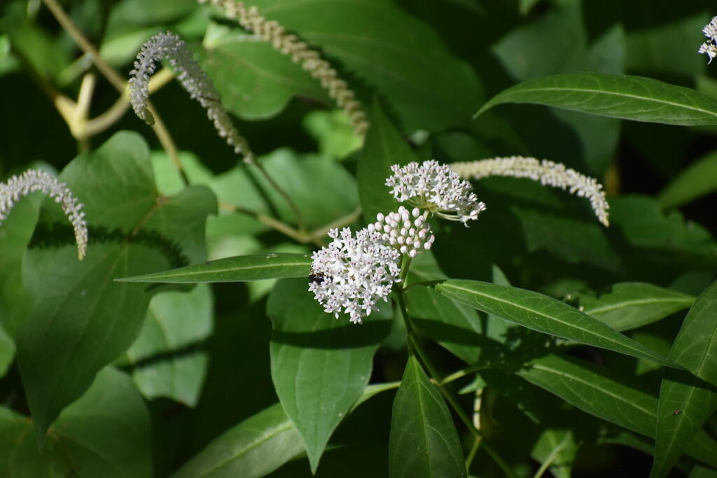 Aquatic Milkweed blooming in the center sorrounded by blooming Lizard Tail Aquatic Milkweed blooming in the center sorrounded by blooming Lizard Tail