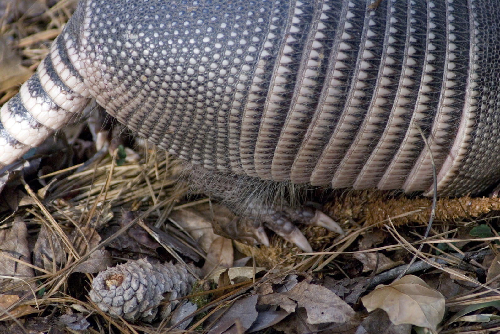 An Armadillo's hind foot, three tough claws with a little bit of fluff from under a hardened but flexible shell.