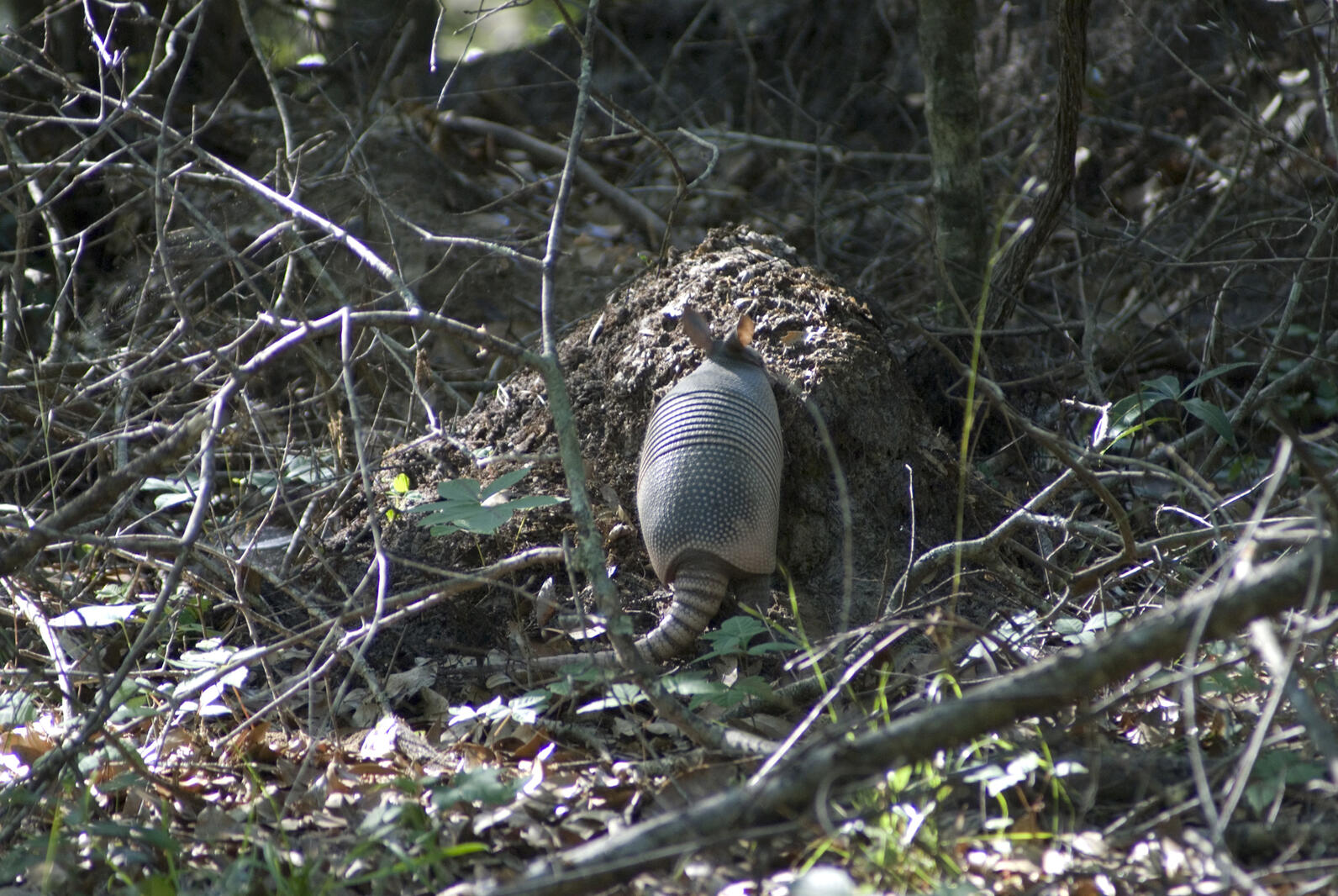 An armadillo climbs a small mound of dirt in pursuit of invertebrates.