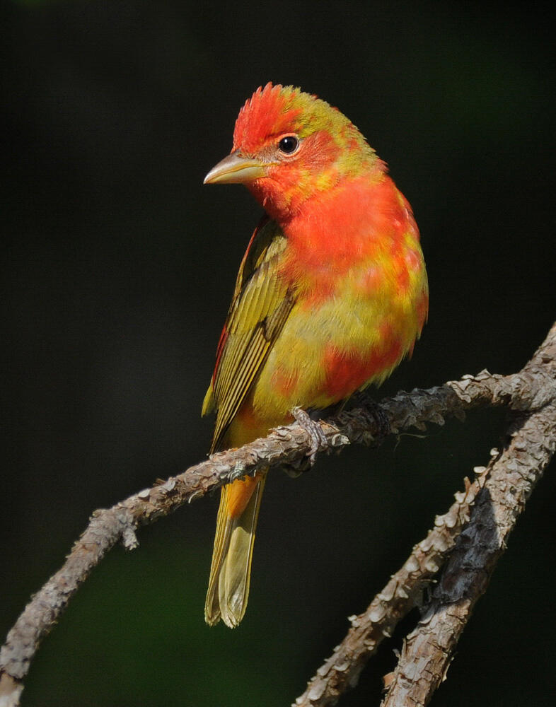 a bird that is mottled with both olive green and red a bird that is mottled with both olive green and red