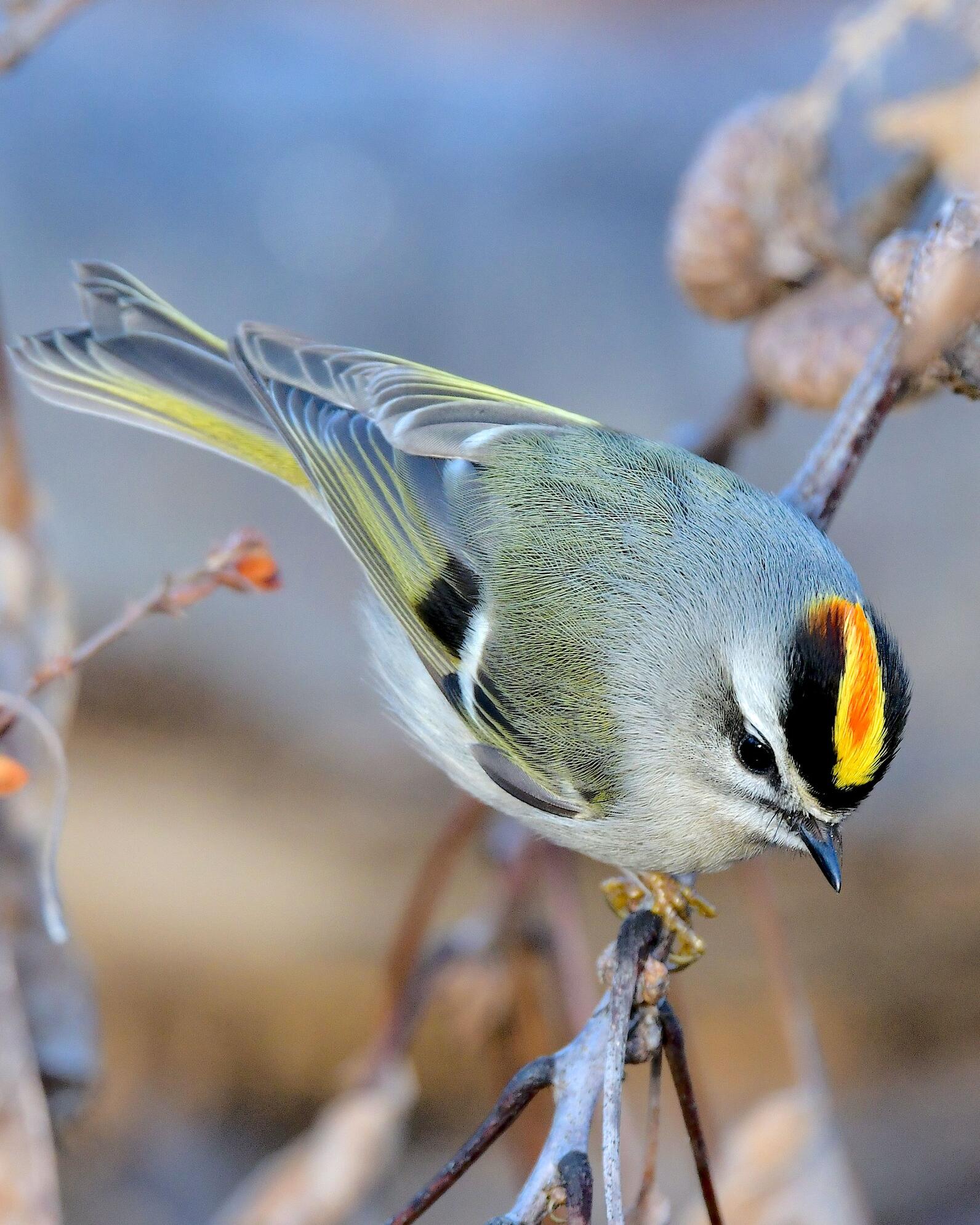 A Golden-crowned Kinglet perches on a branch and looks downward, they are known for their color rows of feathers on their head that they'll raise for social displays.