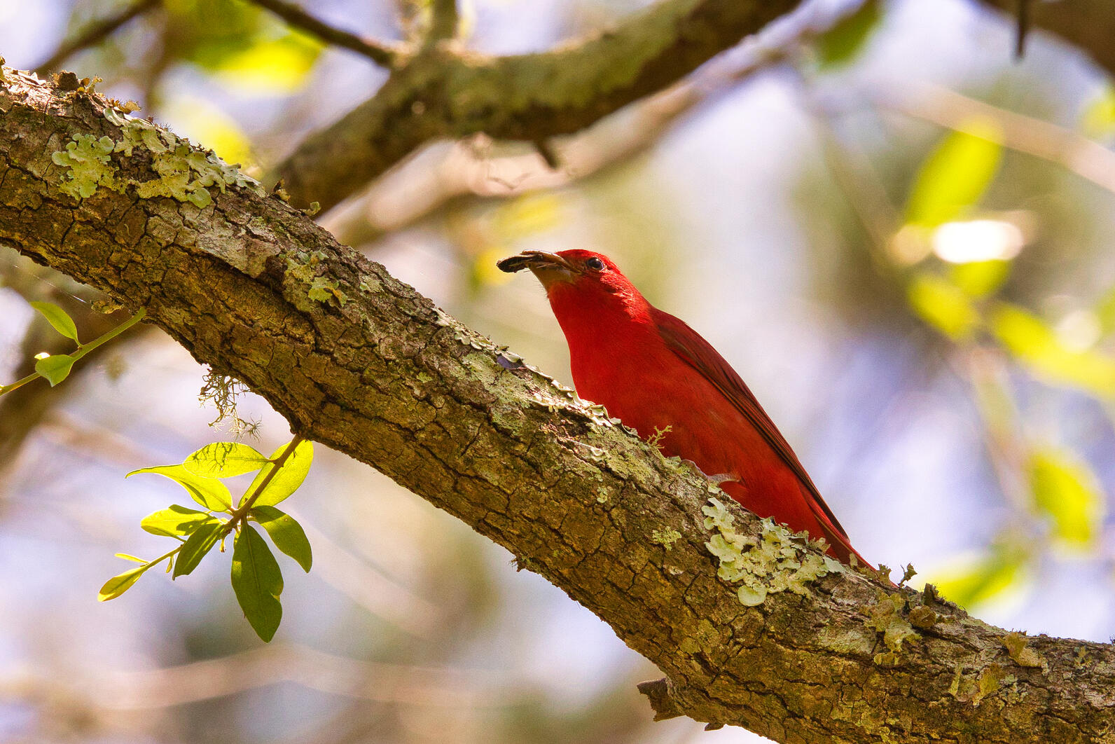 a red bird sits on a tree branch with an insect in its mouth a red bird sits on a tree branch with an insect in its mouth