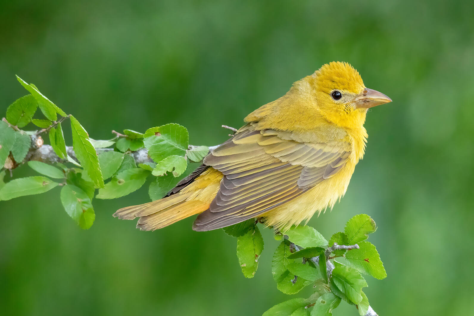 an olve colored bird sits on a branch, it has a heavy pointed beak an olve colored bird sits on a branch, it has a heavy pointed beak