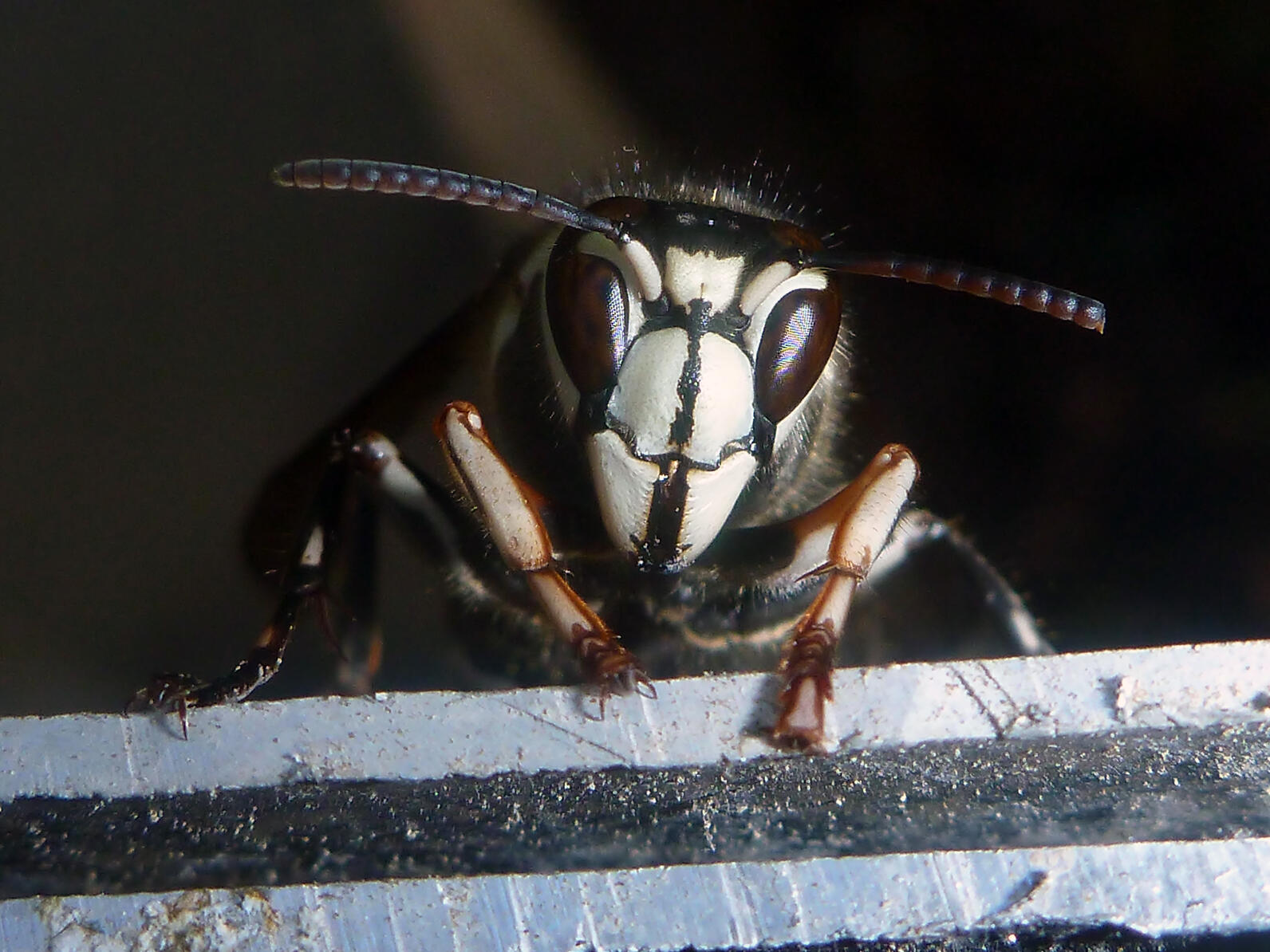 Up close and personal with a Bald-faced Hornet. They have spiky feet and large, toothy sideways mandibles. Not fun to mess with.