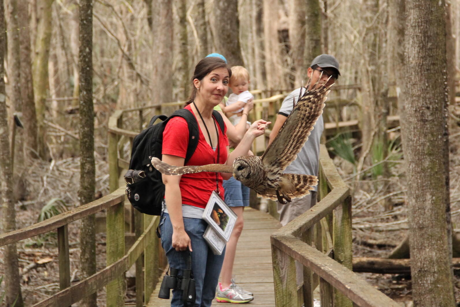 A woman stands on the boardwalk wearing a backpack and holding binoculars. A few people stand behind her. They face towards us, and between us is a Barred Owl, flying from left to right just over the handrail. They're quiet fliers even at this distance!