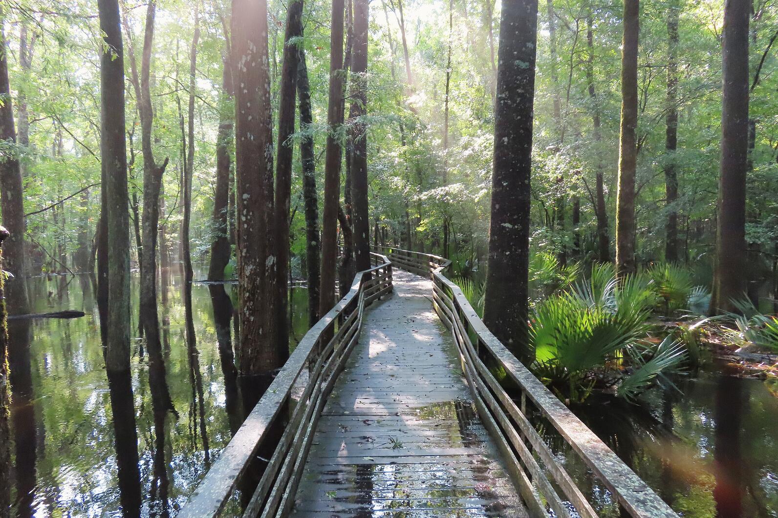 The boardwalk, slick from a recent rain, trails off into a forest littered with trees both large and small. The water is currently higher than average in this image, as even the palmettos are partially submerged by gently flowing water.