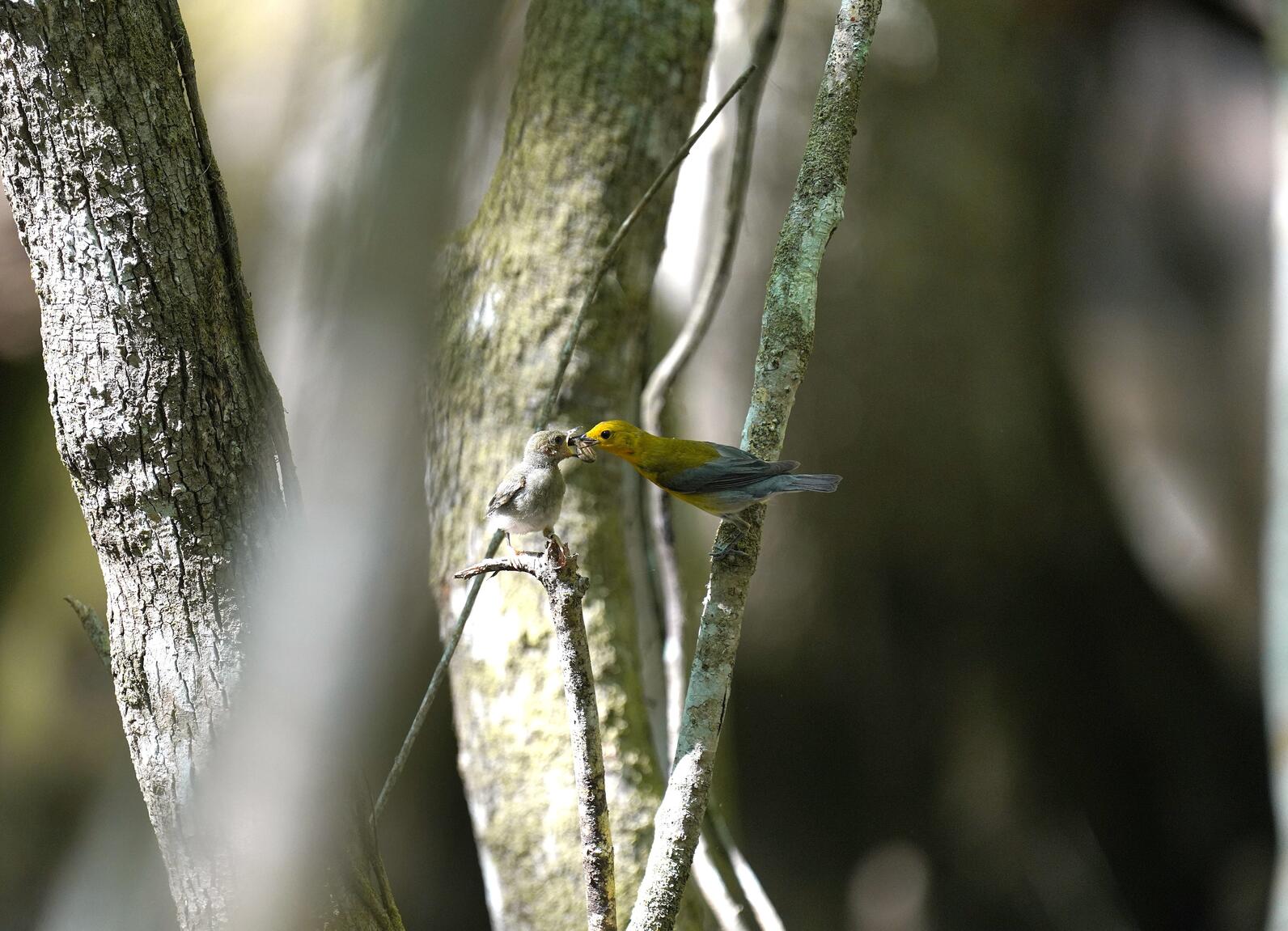 A female Prothonotary Warbler, a song bird that is small enough to fit easily in your hand and decorated in bright yellow and olive greens, feeds her fledging, which is currently a scruffy green-gray. They emerge from the nest 11 days after being hatched.