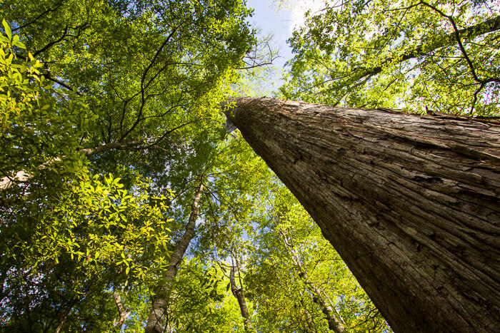 A giant cypress tree rises upward for some seventy feet. All around it are the elevated leaves of tupelo, ash, maple and water oak, the canopy a rich canvas of shape and texture as they all compete for space and sunlight.