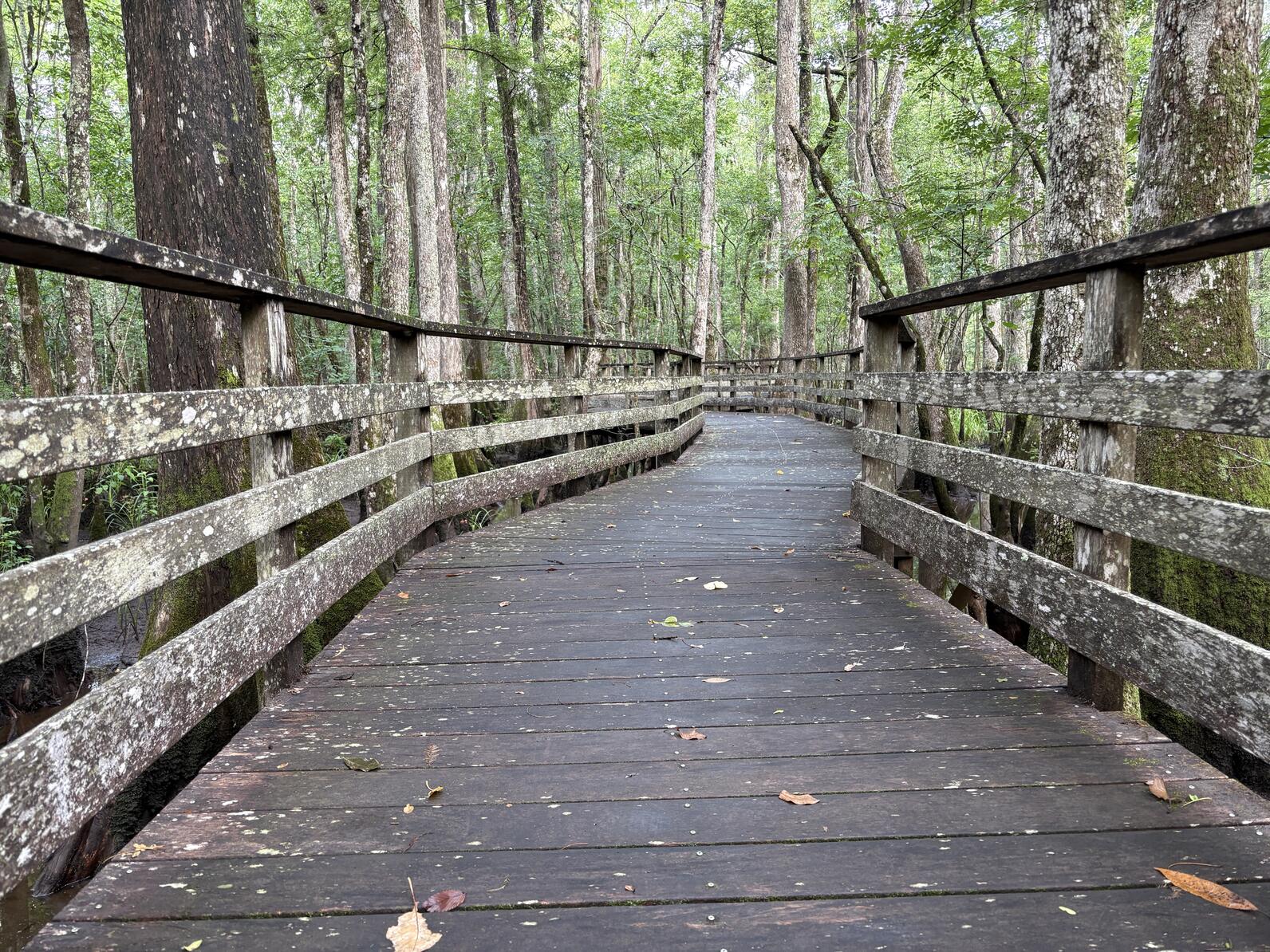 Our boardwalk is mostly level across its 1.75 mile span. The boardwalk is on average 5 feet wide, and wider where it is not.
